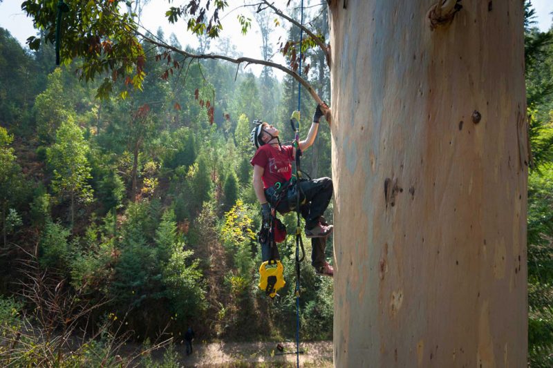 Measuring the Europe's Tallest Tree at Portugal Sylvana Alta