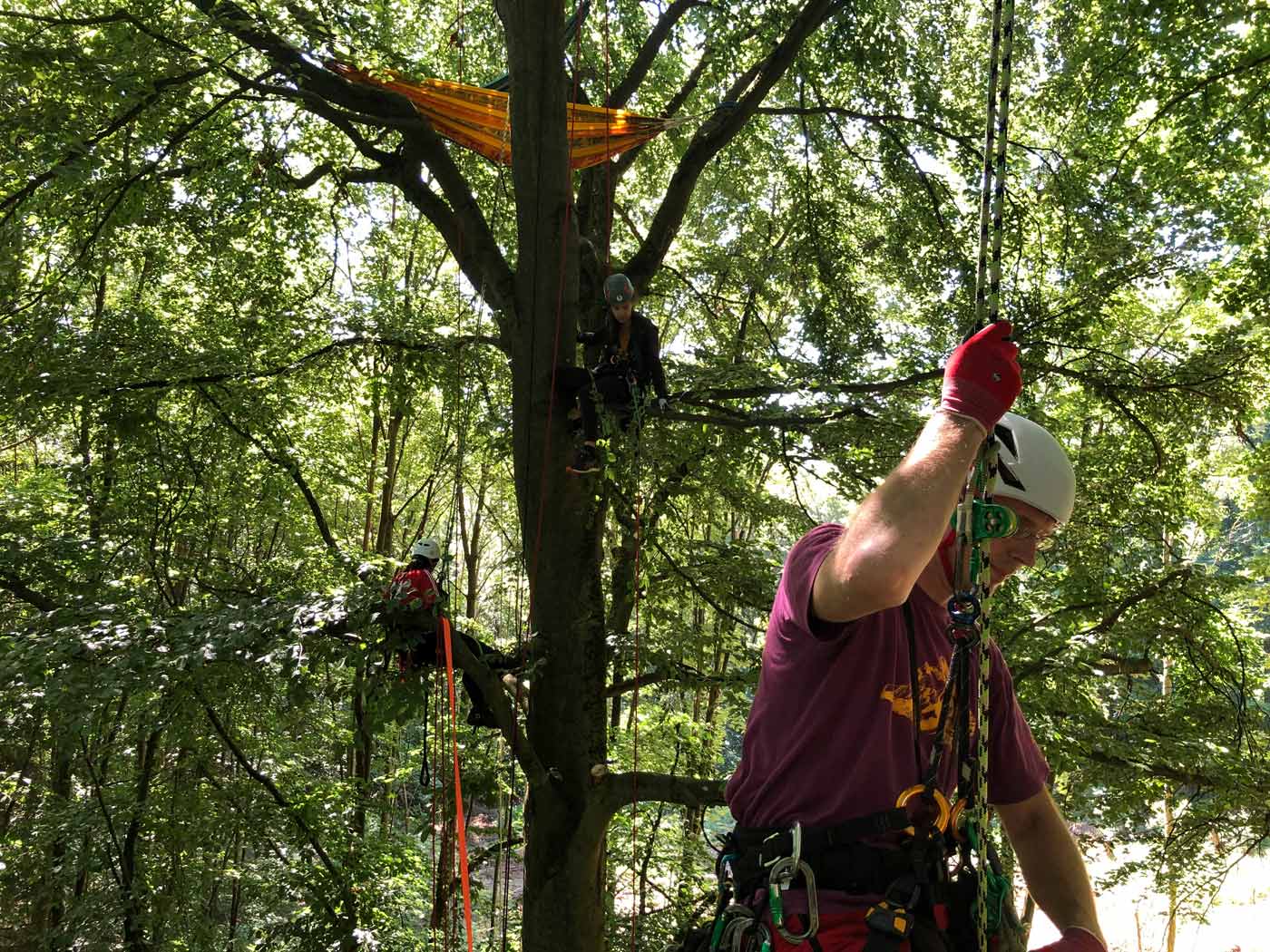 Advanced tree climbing course, Marburg University Germany