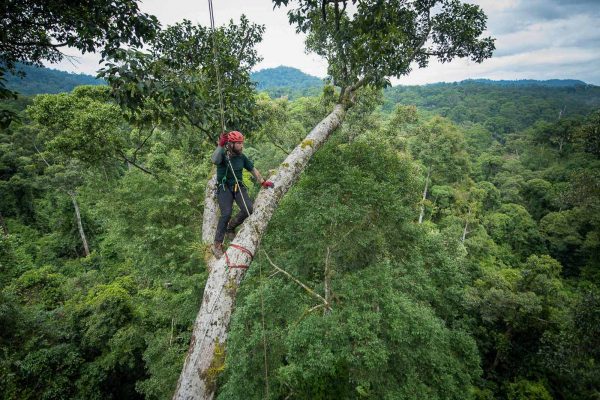 Jez Davies surveying the Borneo Canopy from 65m